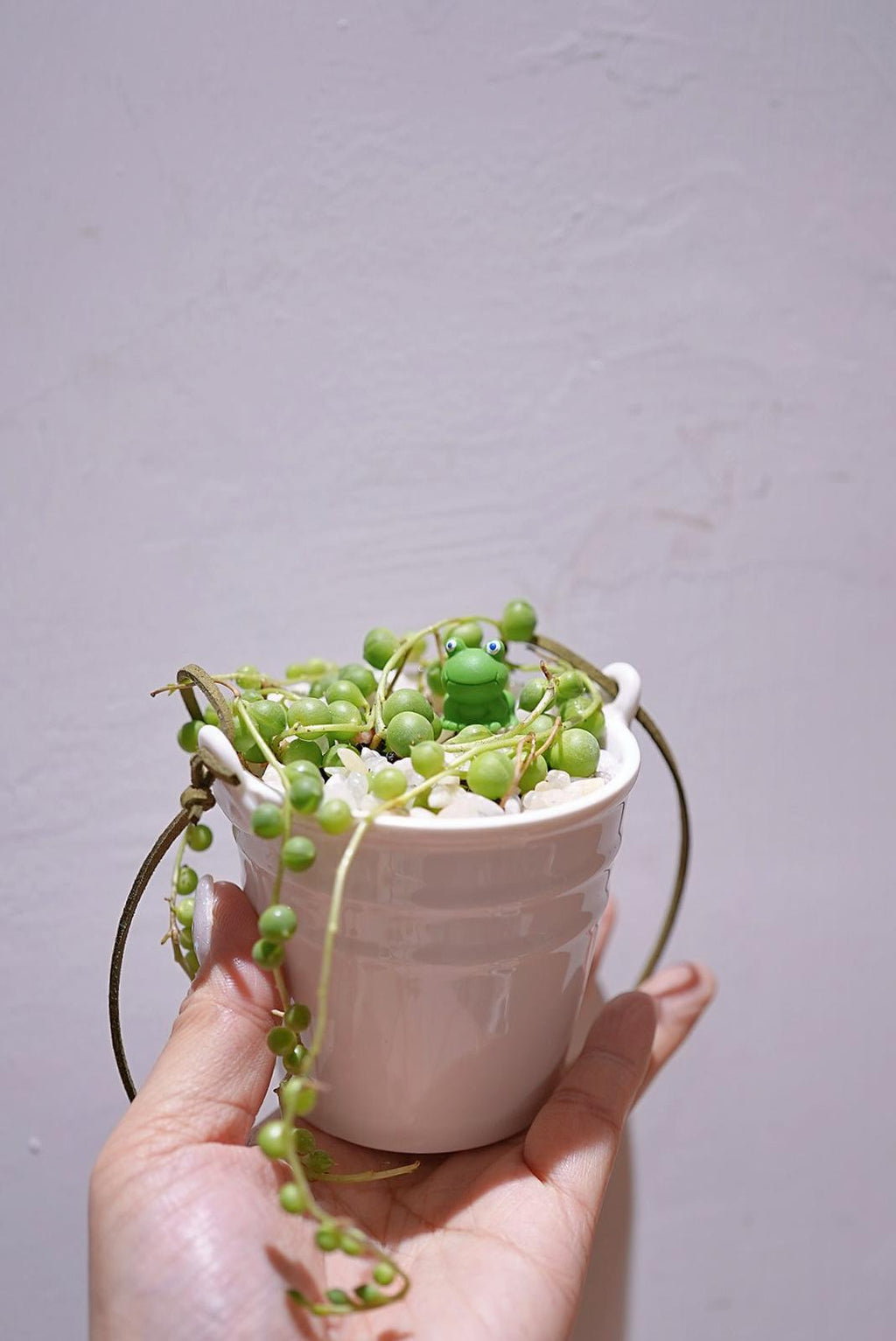 沸豬豆💚✨ 19/4/2025