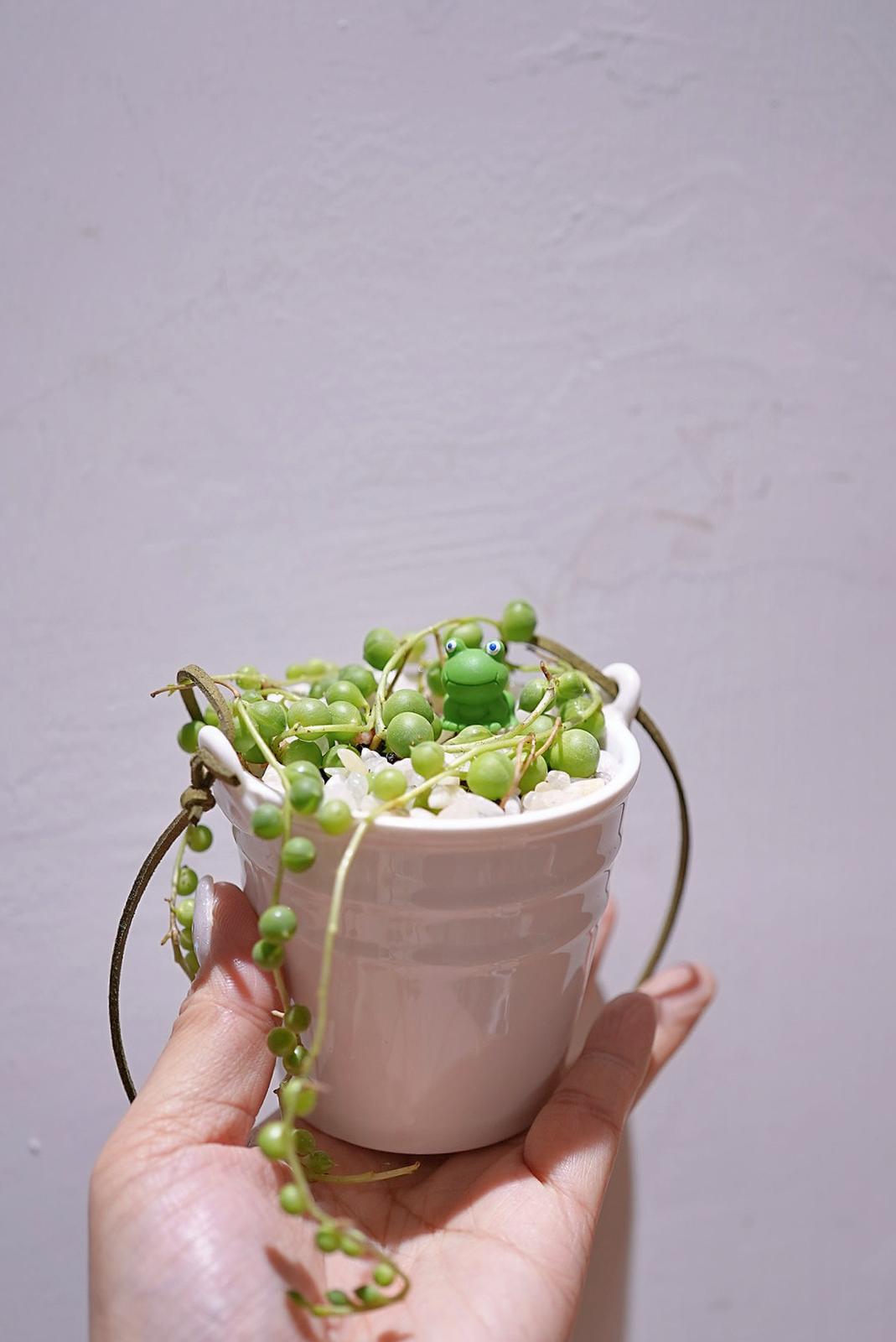 沸豬豆💚✨ 19/4/2025