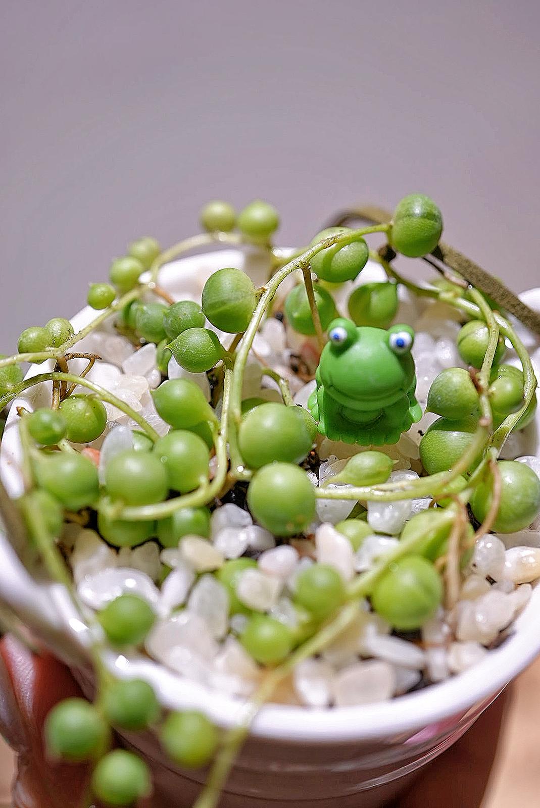 沸豬豆💚✨ 19/4/2025