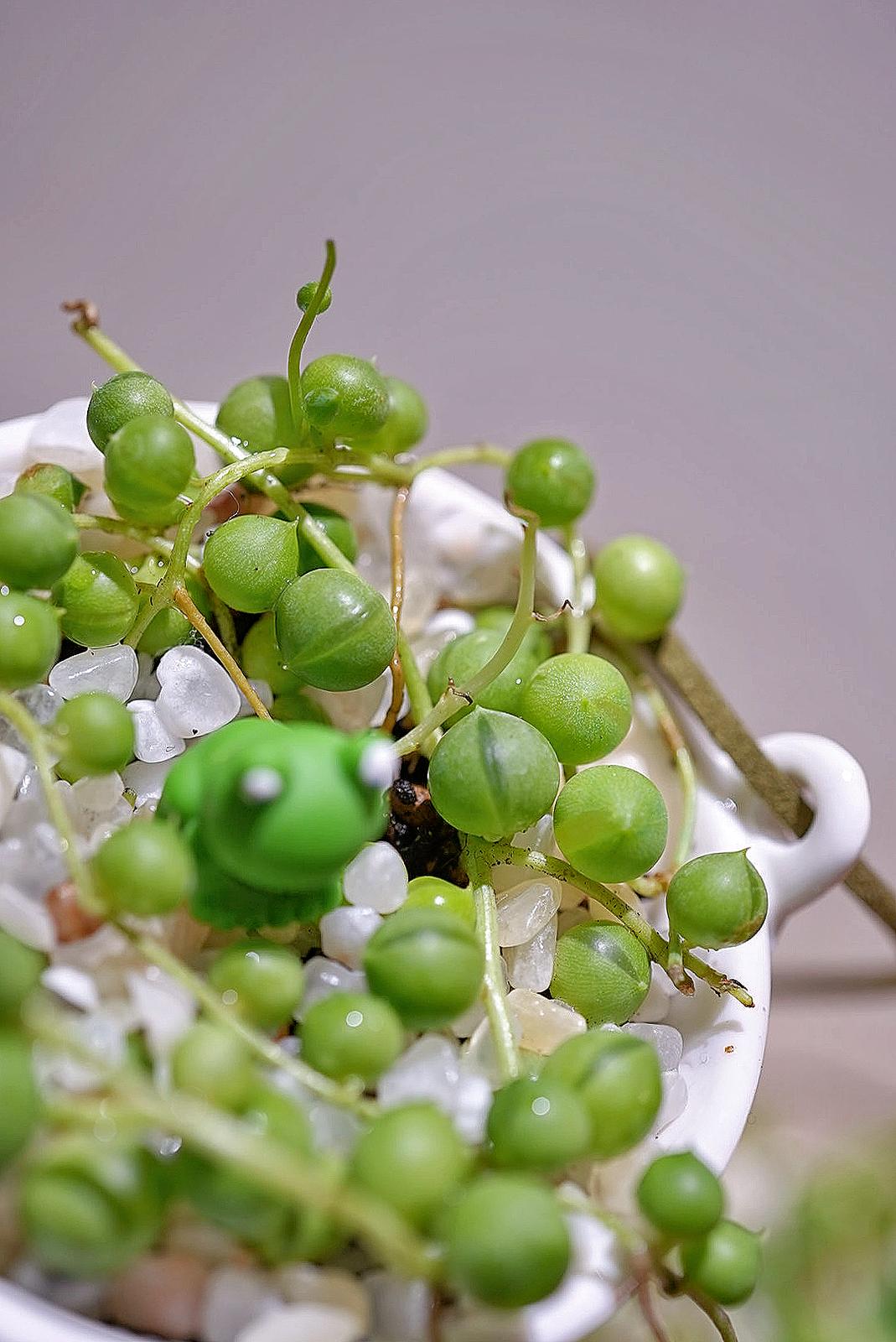 沸豬豆💚✨ 19/4/2025