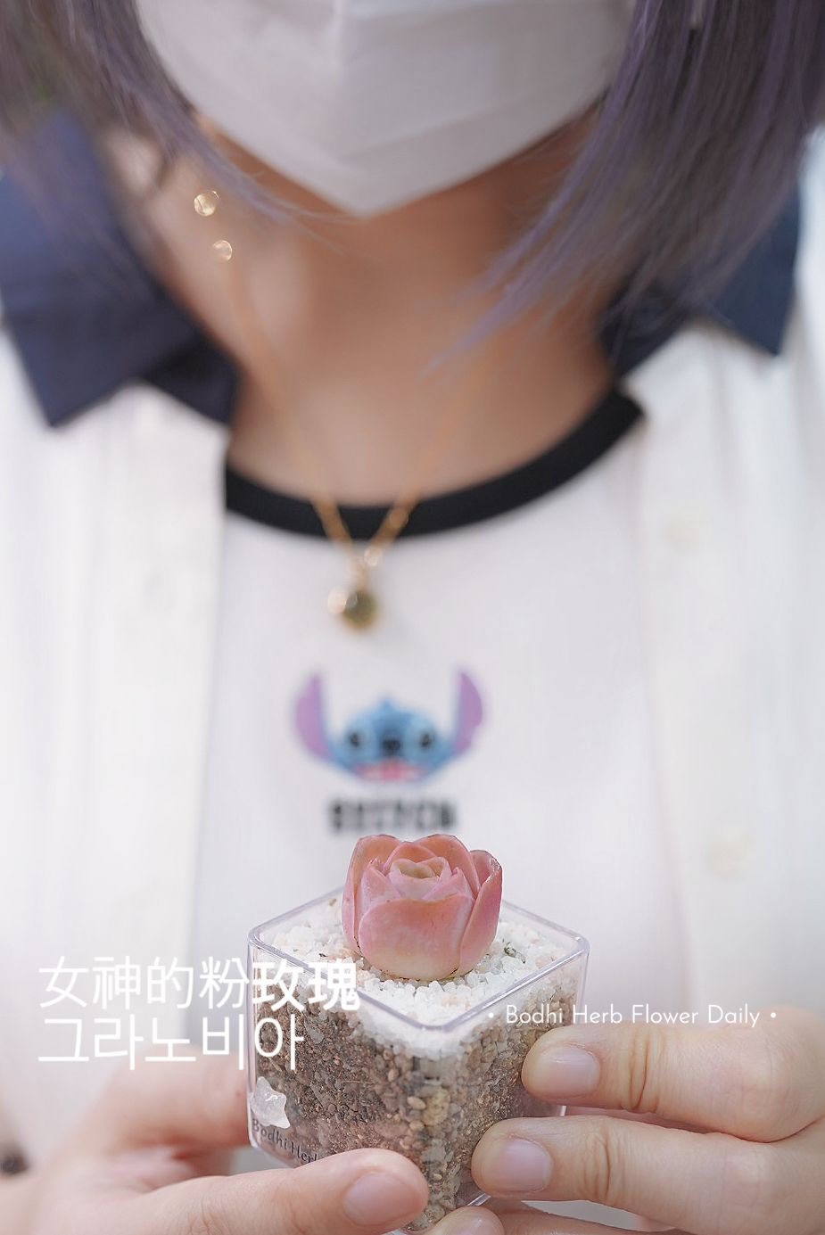 【女神的산지로즈玫瑰】12/7/2025