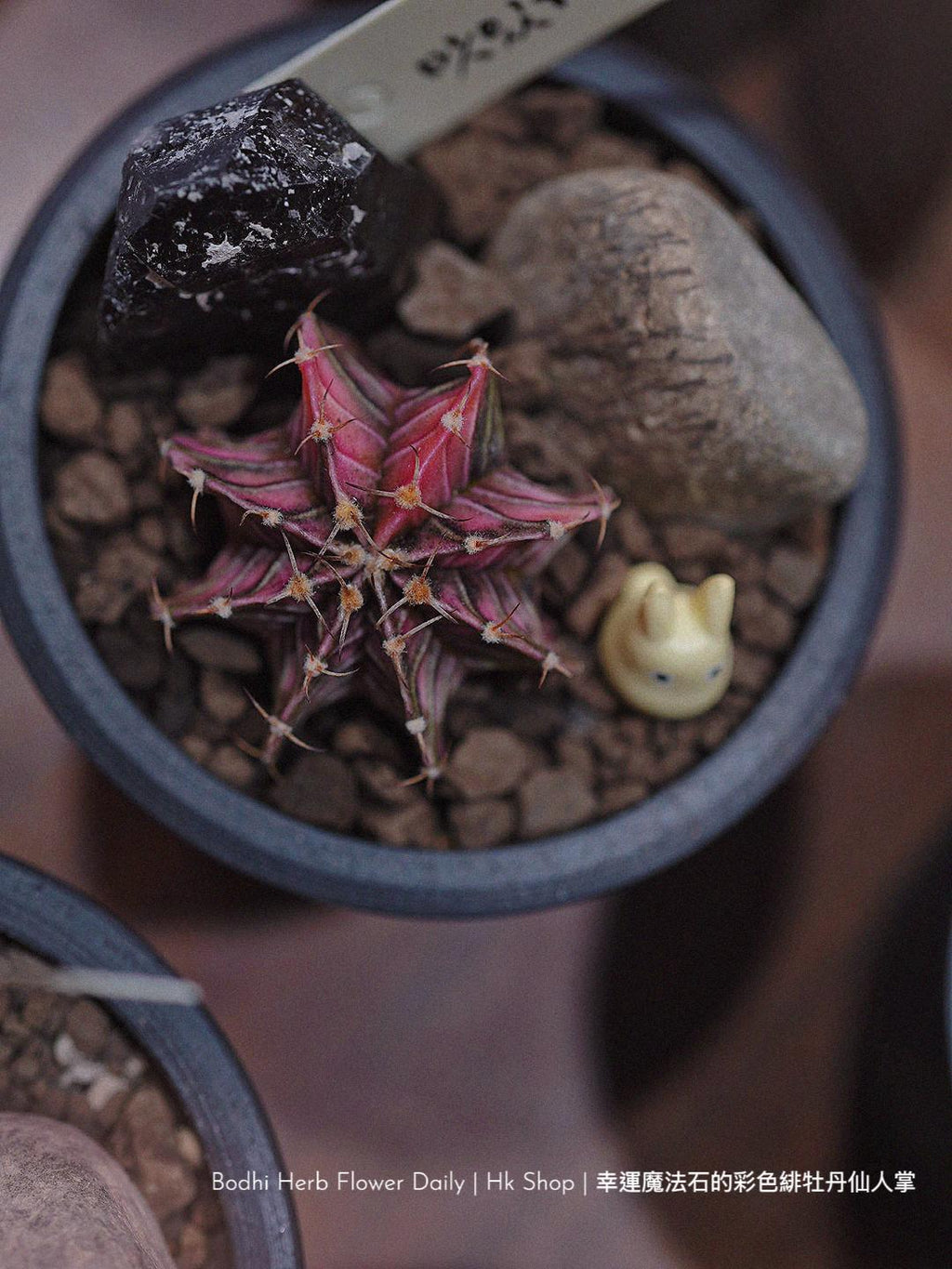 【仙人掌】幸運魔法石的彩色緋杜丹仙人掌