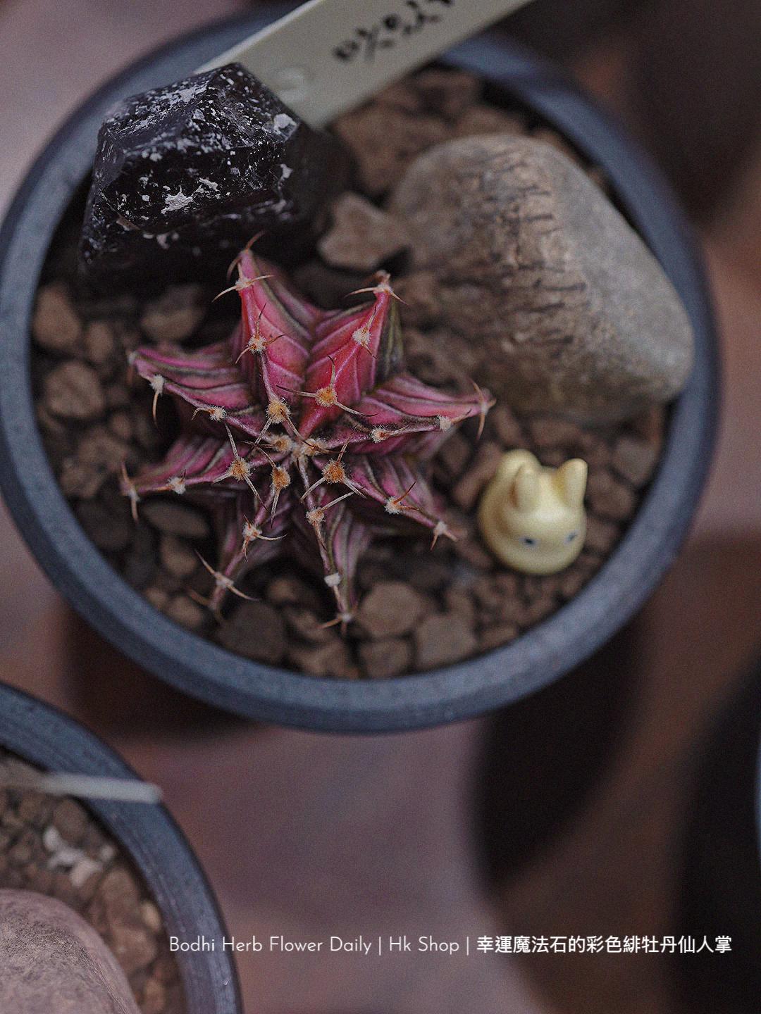 【仙人掌】幸運魔法石的彩色緋杜丹仙人掌