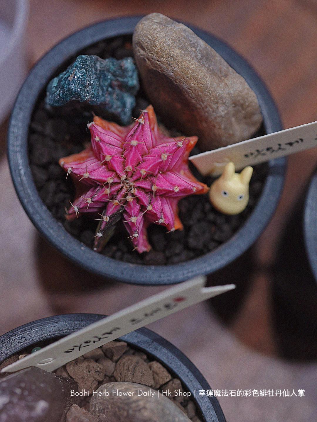 仙人掌】幸運魔法石的彩色緋杜丹仙人掌– Bodhi Herb Flower Daily
