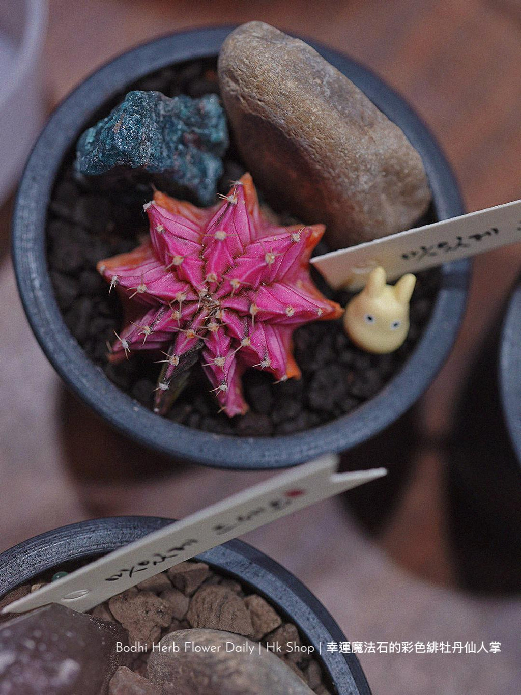 【仙人掌】幸運魔法石的彩色緋杜丹仙人掌