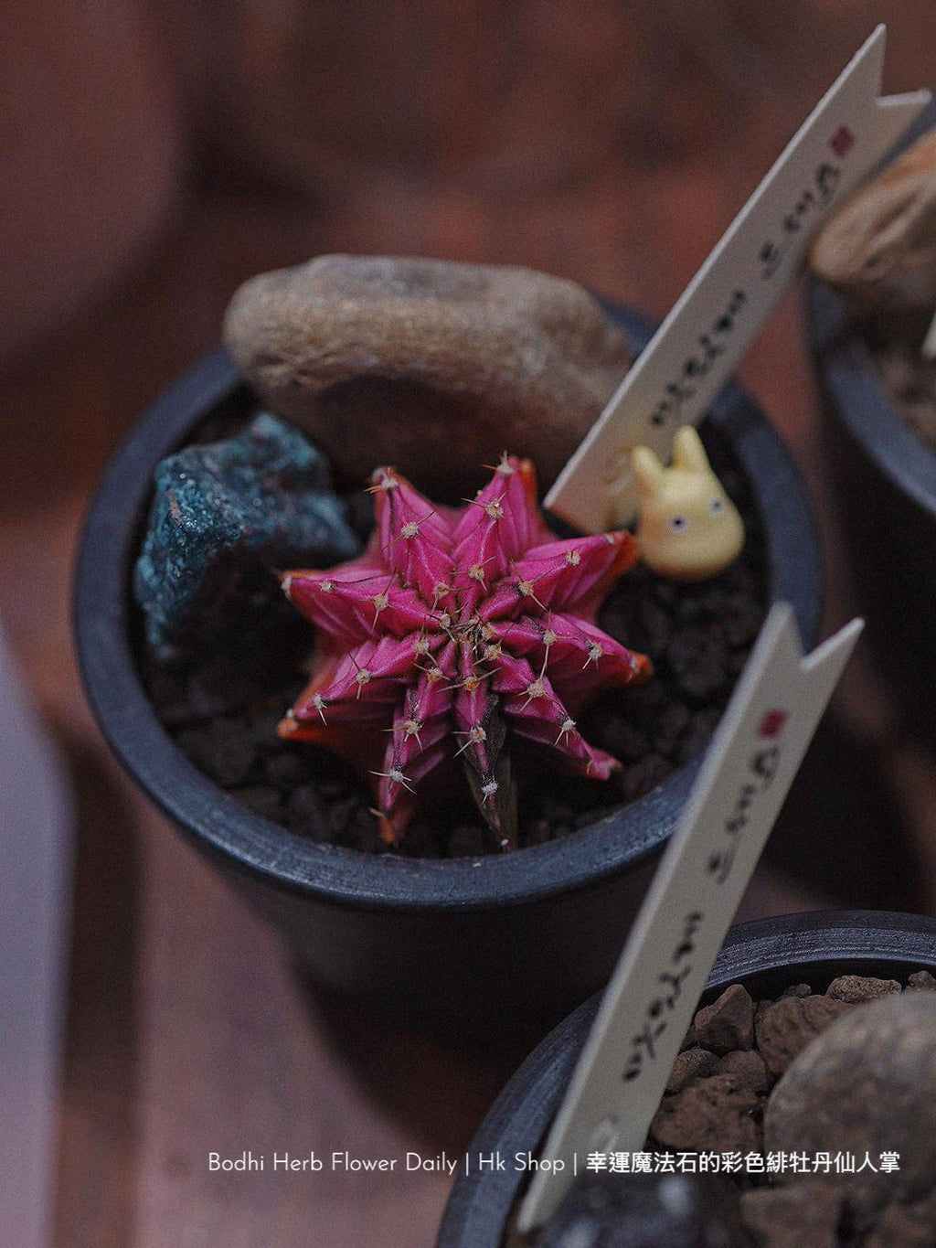 【仙人掌】幸運魔法石的彩色緋杜丹仙人掌