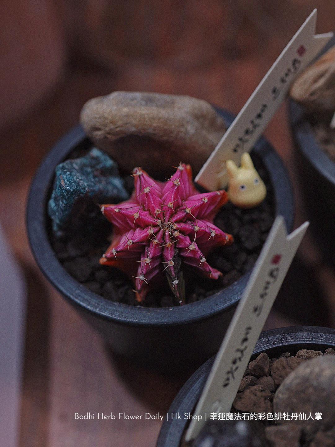 【仙人掌】幸運魔法石的彩色緋杜丹仙人掌