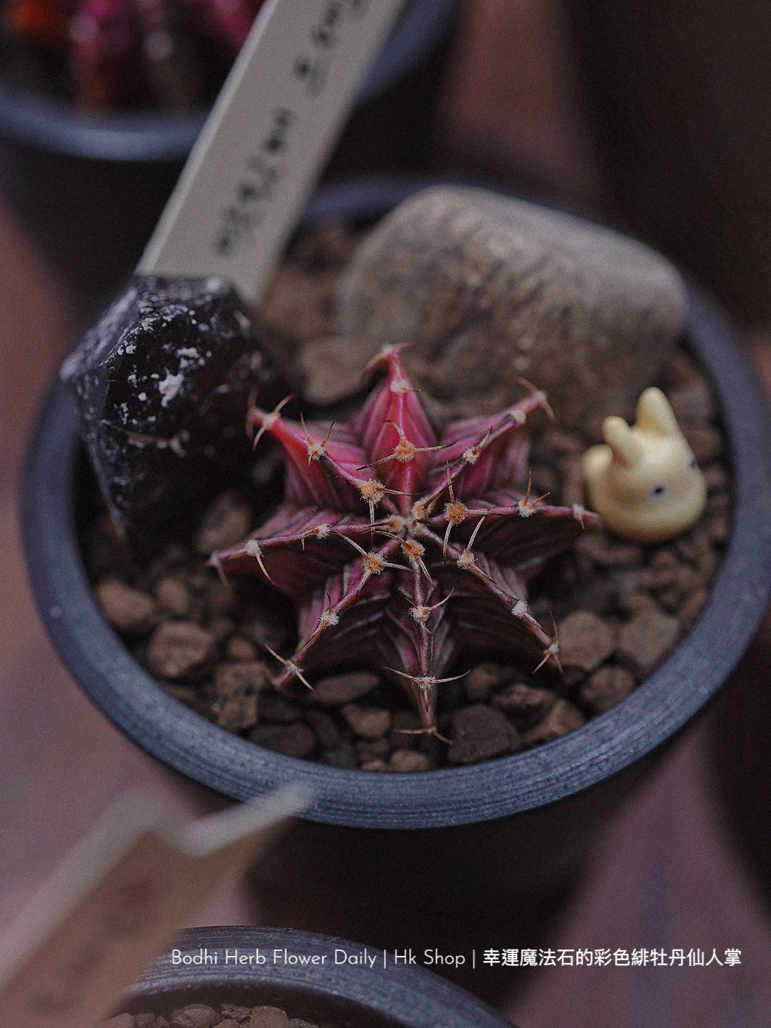 仙人掌】幸運魔法石的彩色緋杜丹仙人掌– Bodhi Herb Flower Daily