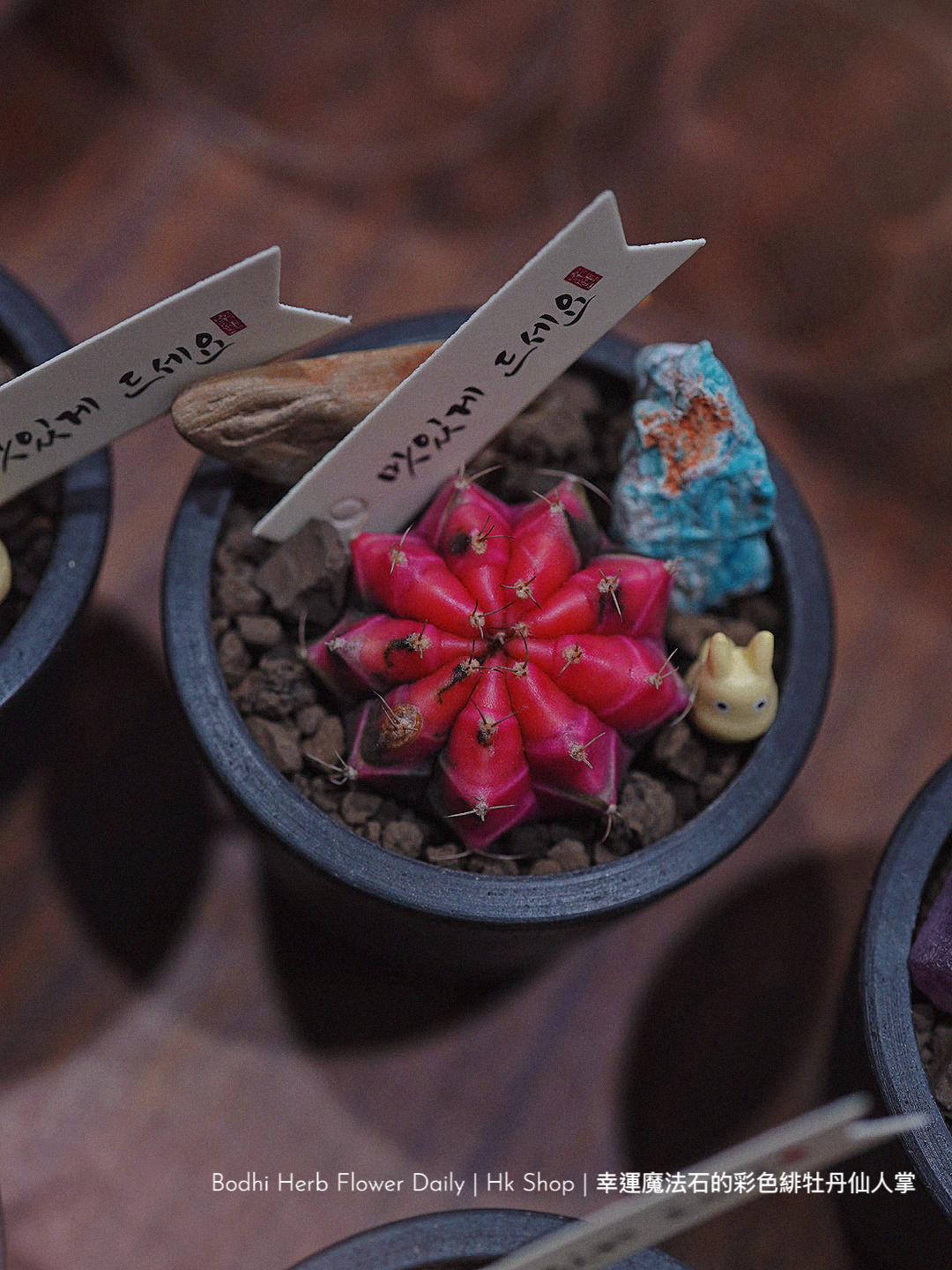 仙人掌】幸運魔法石的彩色緋杜丹仙人掌– Bodhi Herb Flower Daily
