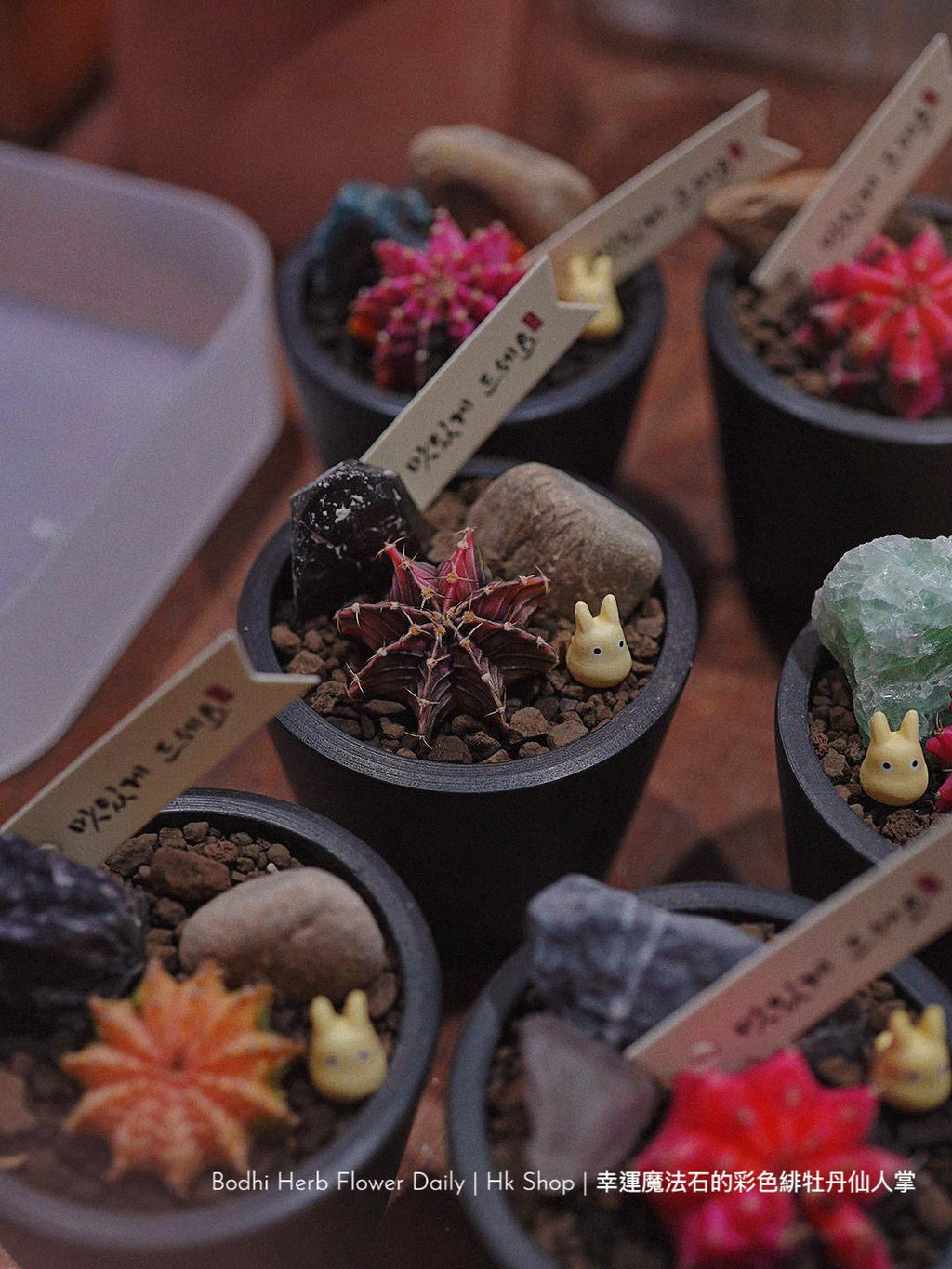 【仙人掌】幸運魔法石的彩色緋杜丹仙人掌