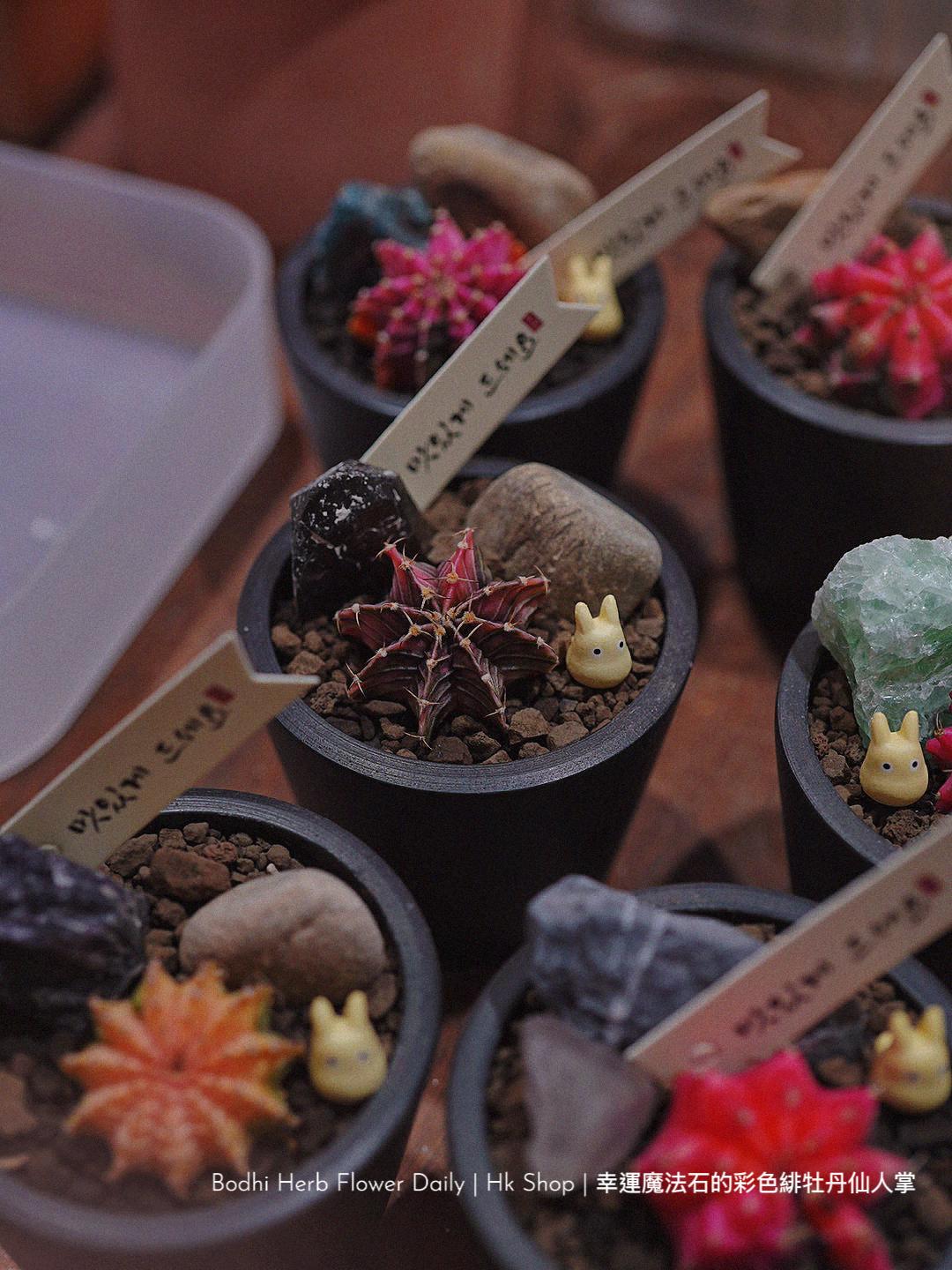 【仙人掌】幸運魔法石的彩色緋杜丹仙人掌