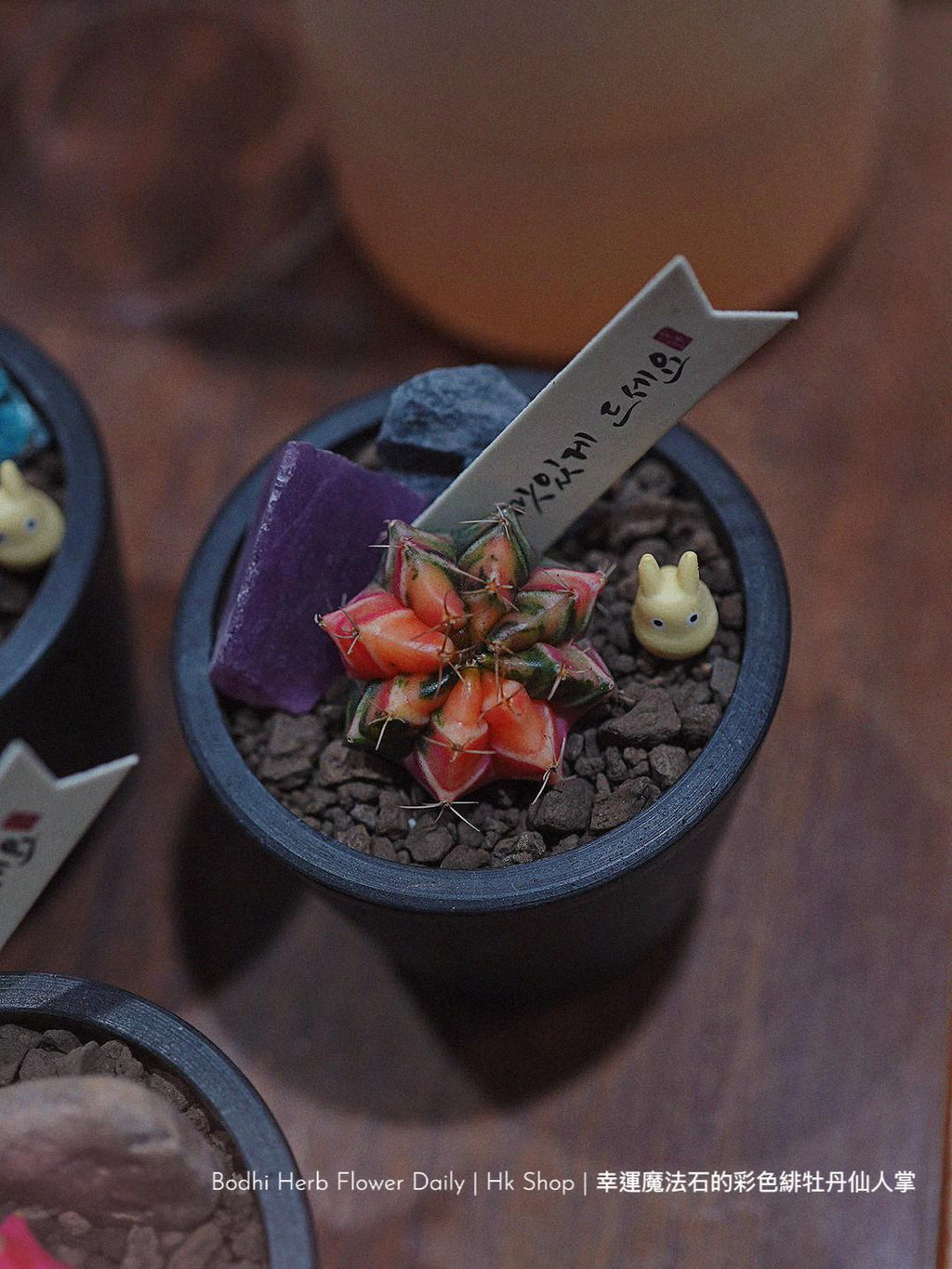 【仙人掌】幸運魔法石的彩色緋杜丹仙人掌