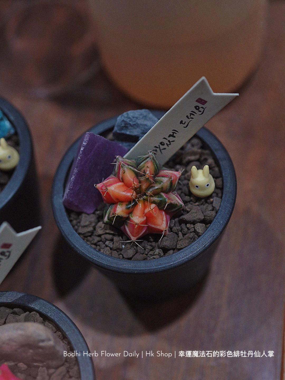 【仙人掌】幸運魔法石的彩色緋杜丹仙人掌