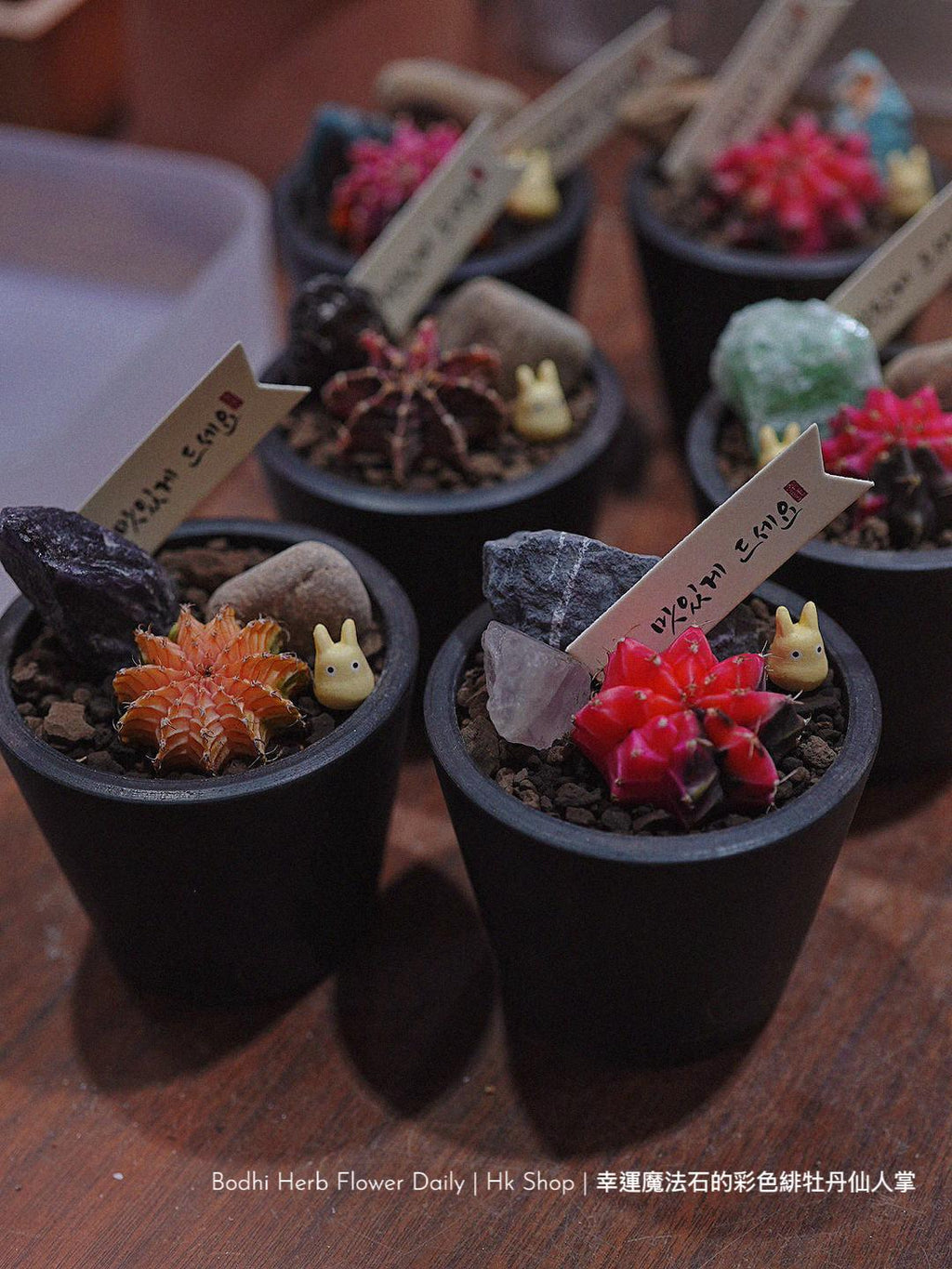 【仙人掌】幸運魔法石的彩色緋杜丹仙人掌