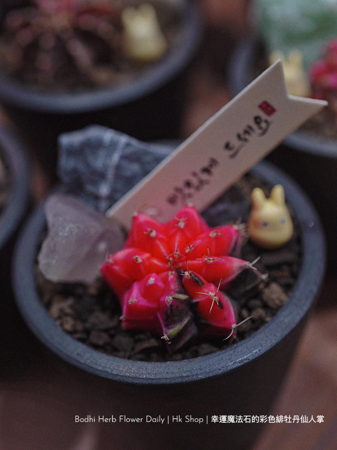 【仙人掌】幸運魔法石的彩色緋杜丹仙人掌