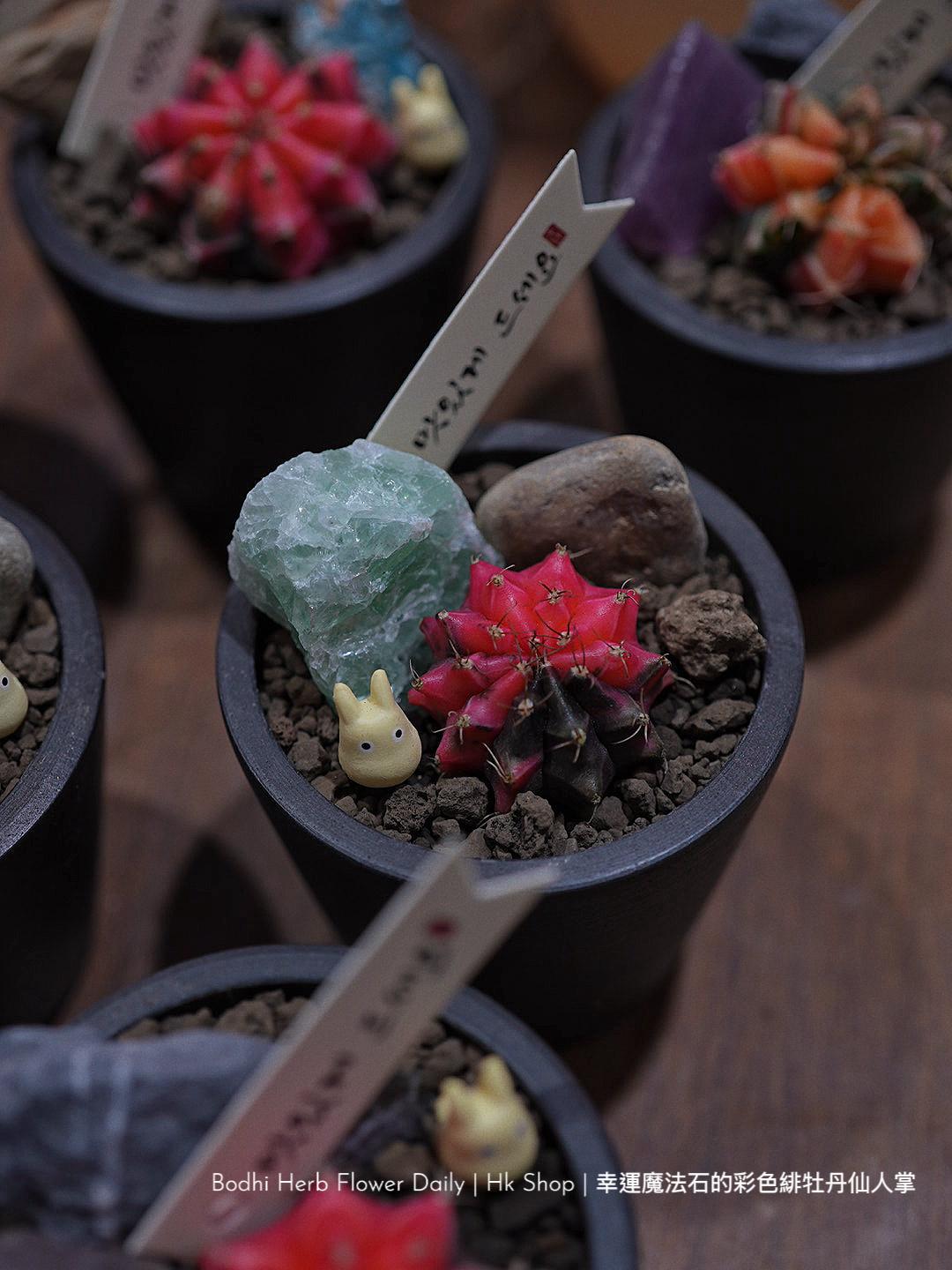 【仙人掌】幸運魔法石的彩色緋杜丹仙人掌