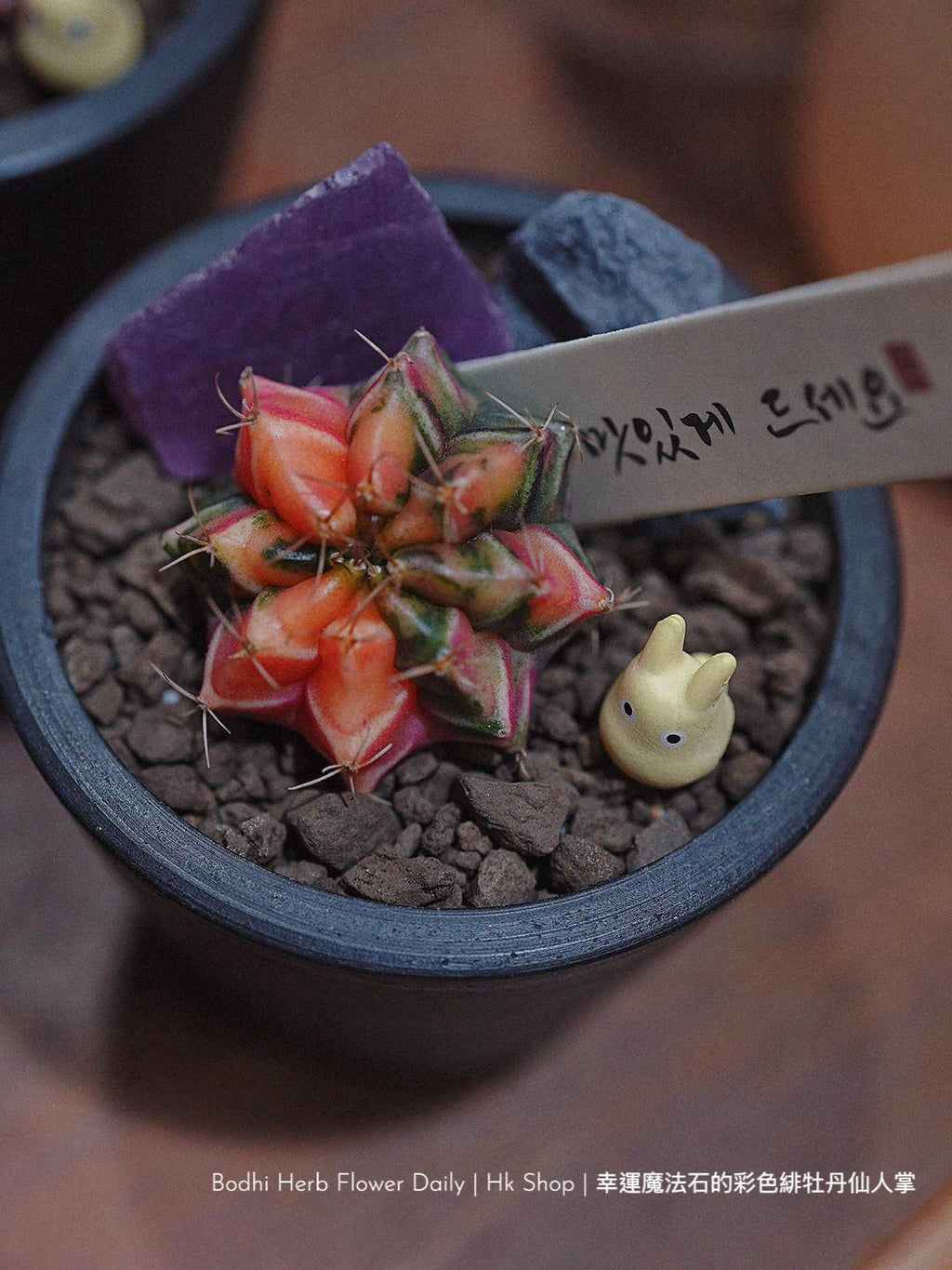 【仙人掌】幸運魔法石的彩色緋杜丹仙人掌