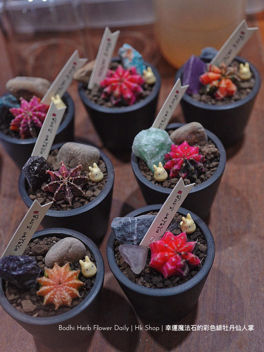 【仙人掌】幸運魔法石的彩色緋杜丹仙人掌