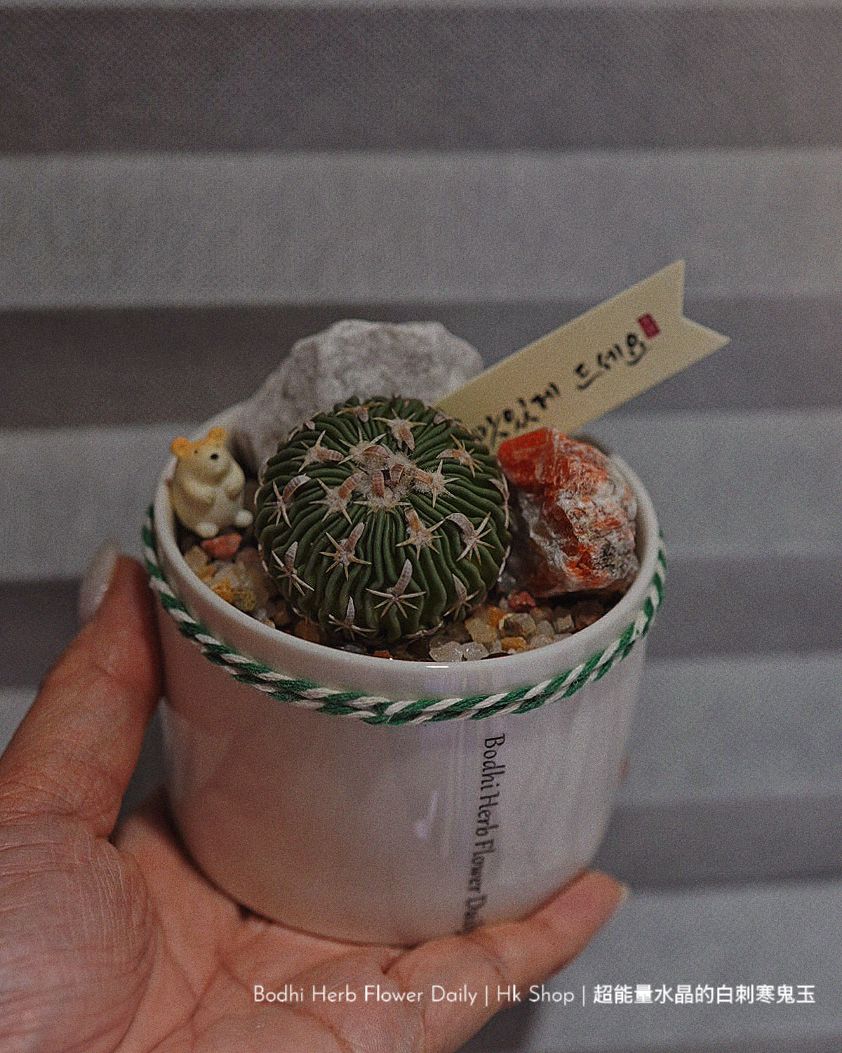 【仙人掌】超能量水晶的白刺寒鬼玉