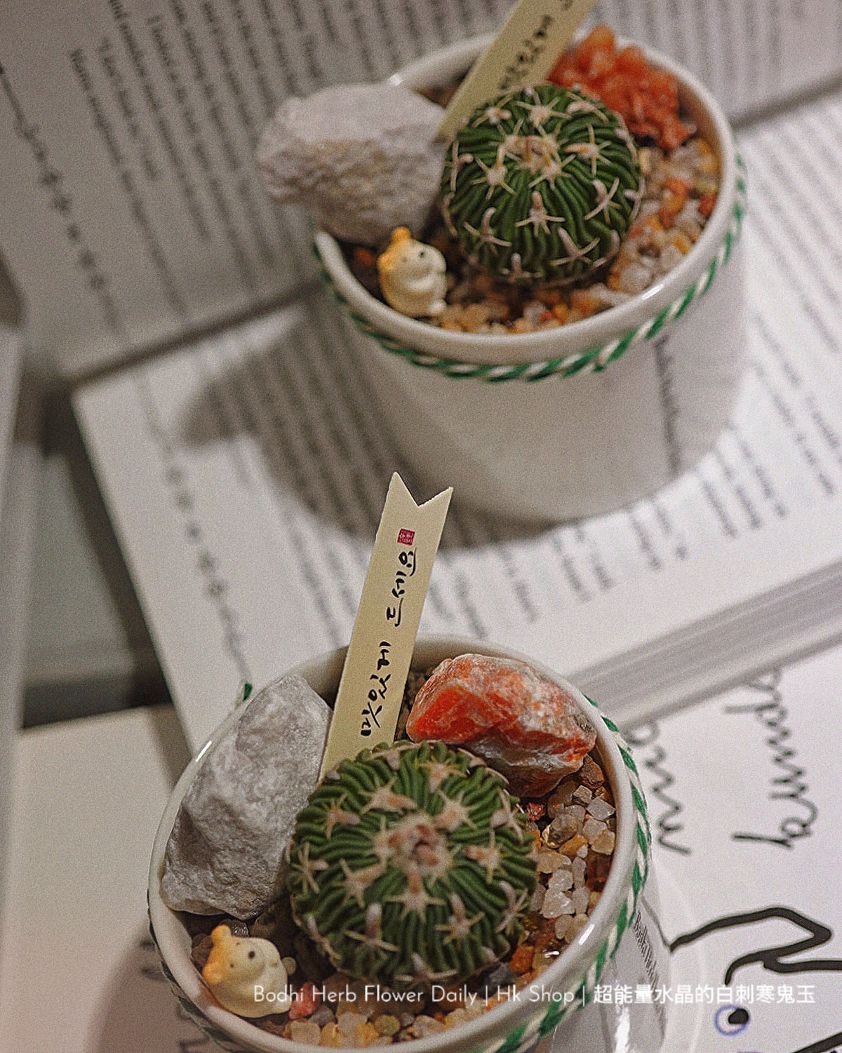 【仙人掌】超能量水晶的白刺寒鬼玉