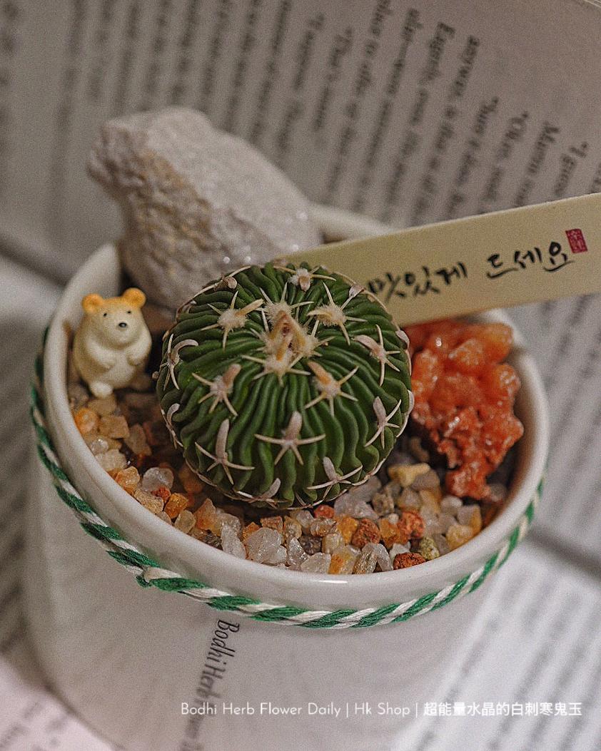 【仙人掌】超能量水晶的白刺寒鬼玉