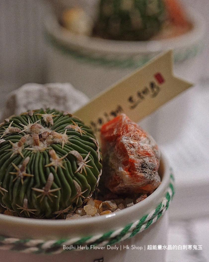 【仙人掌】超能量水晶的白刺寒鬼玉