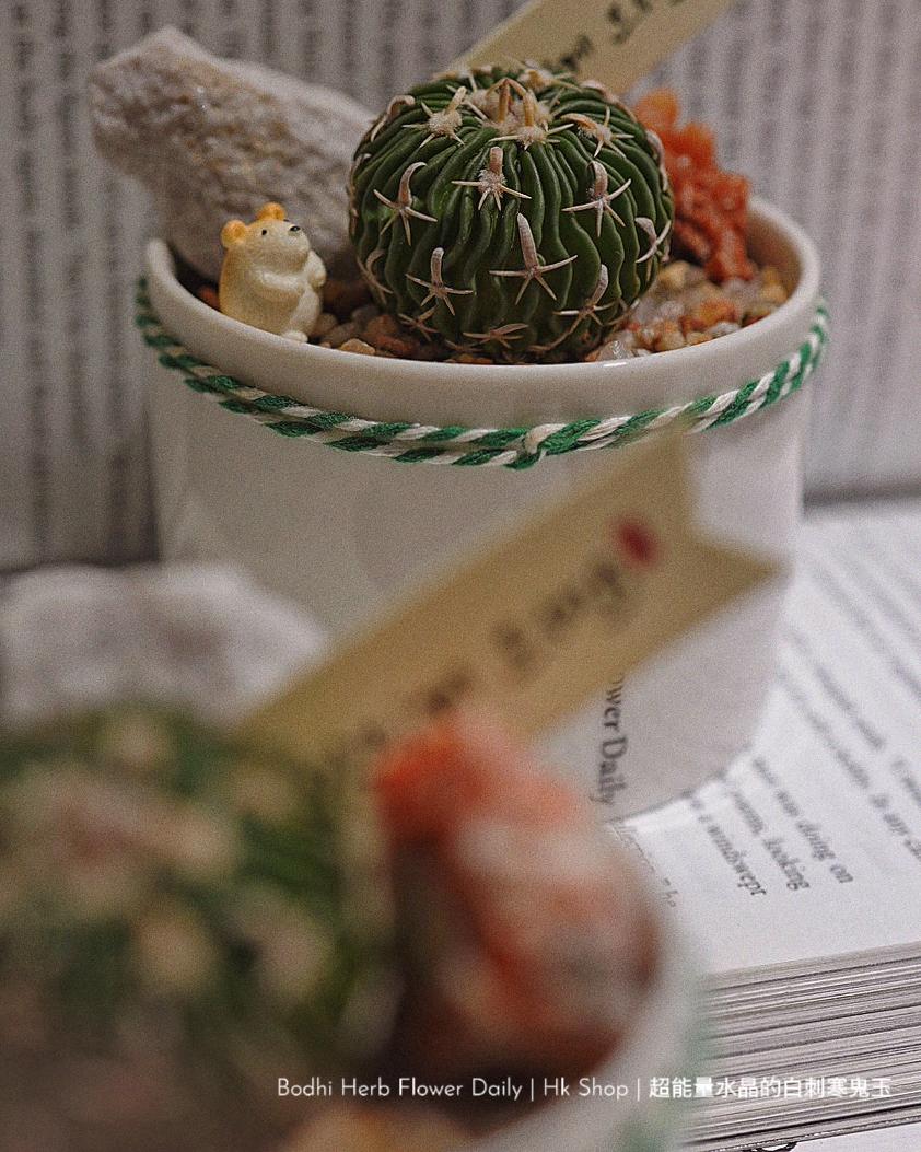 【仙人掌】超能量水晶的白刺寒鬼玉