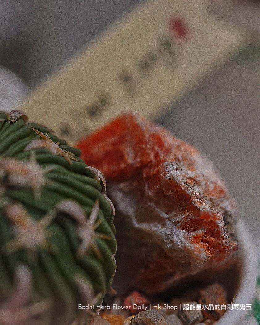 【仙人掌】超能量水晶的白刺寒鬼玉