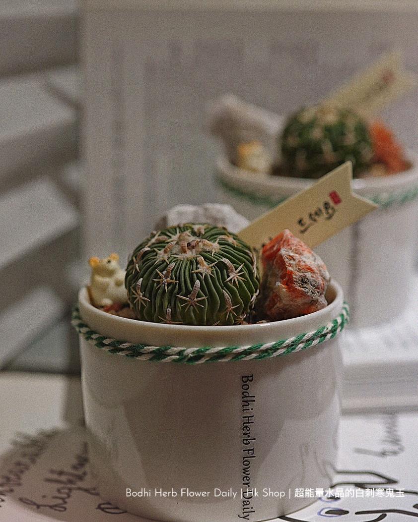【仙人掌】超能量水晶的白刺寒鬼玉