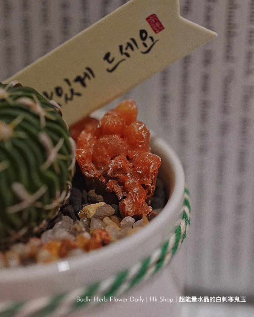 【仙人掌】超能量水晶的白刺寒鬼玉