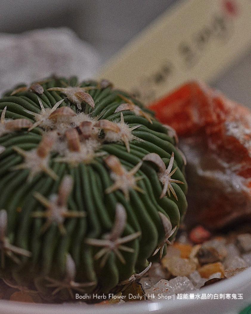 【仙人掌】超能量水晶的白刺寒鬼玉