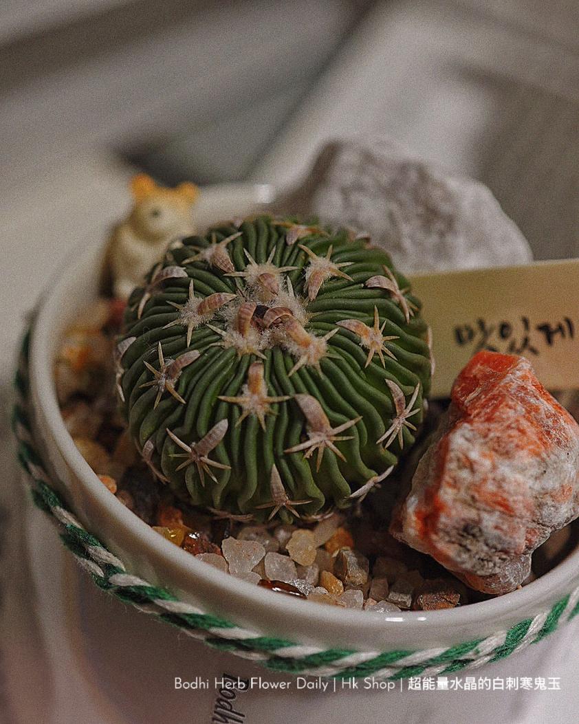 【仙人掌】超能量水晶的白刺寒鬼玉