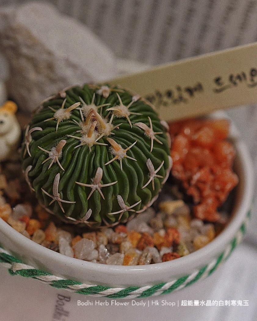 【仙人掌】超能量水晶的白刺寒鬼玉