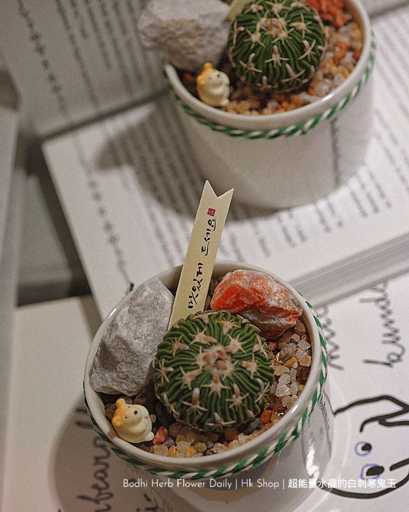 【仙人掌】超能量水晶的白刺寒鬼玉