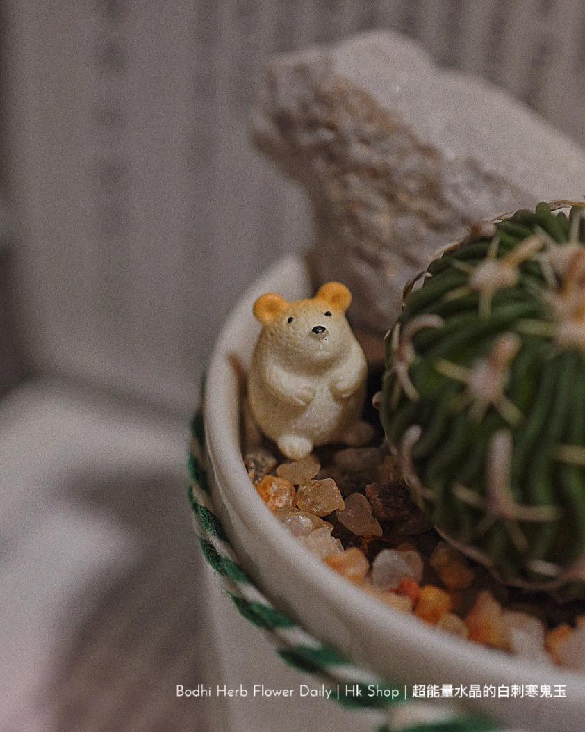【仙人掌】超能量水晶的白刺寒鬼玉