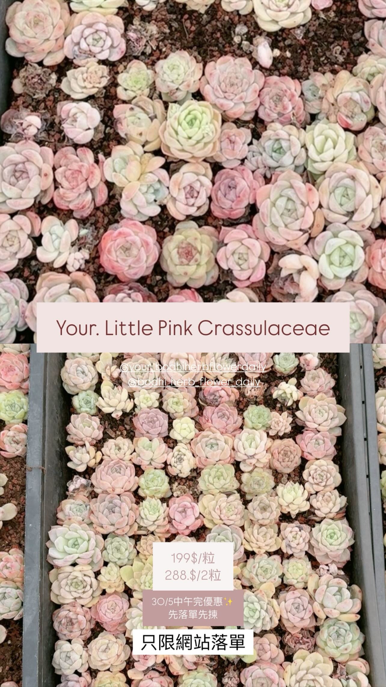 【Your.】Little Pink多肉盆栽  20/5/2025 上架