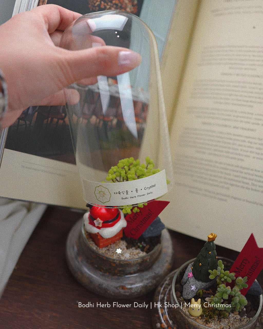 【聖誕禮物】聖誕小樹幸福魔法小盆栽