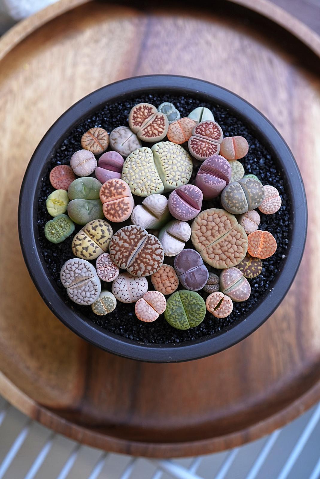 幻彩屁屁