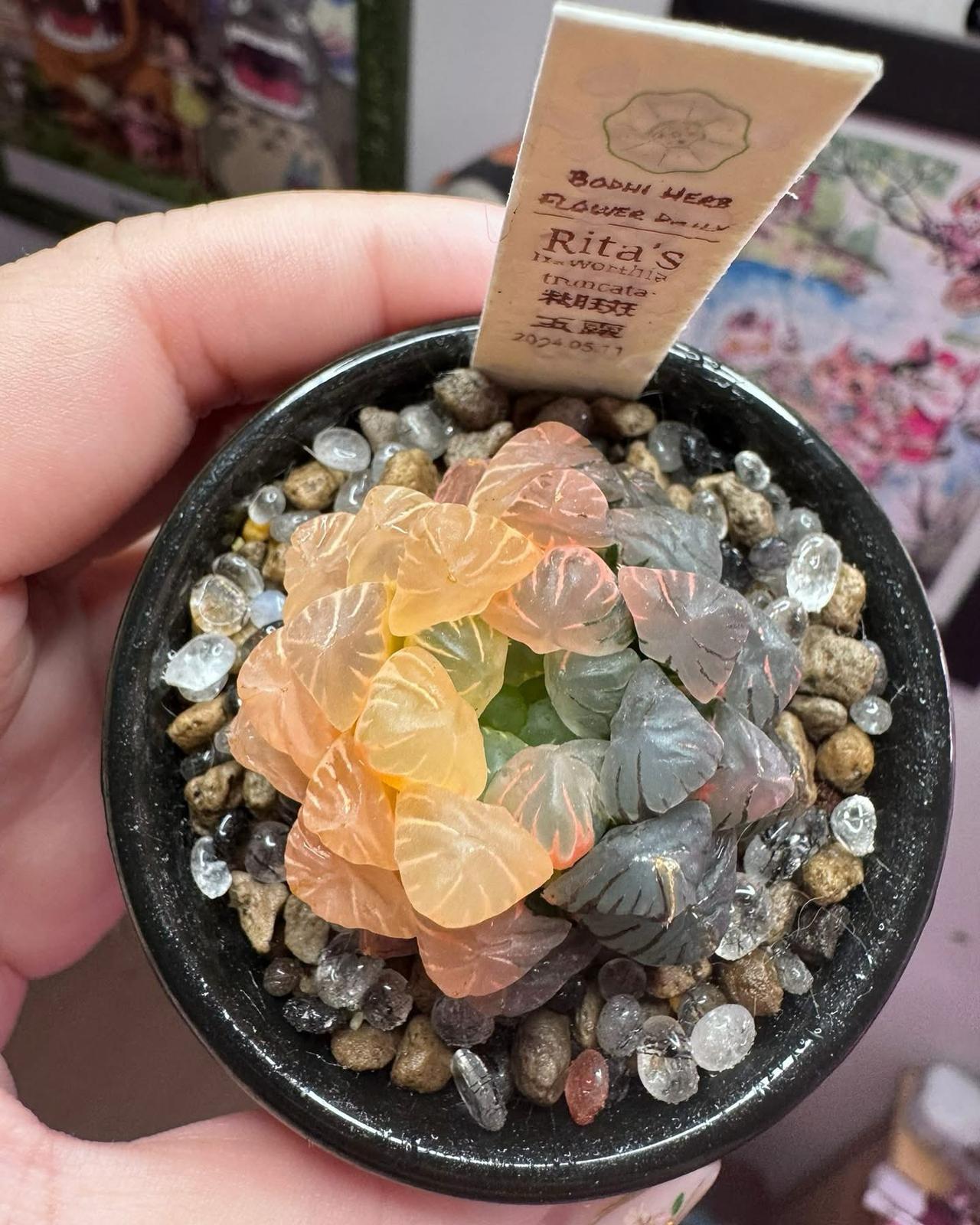 糊斑橙玉露