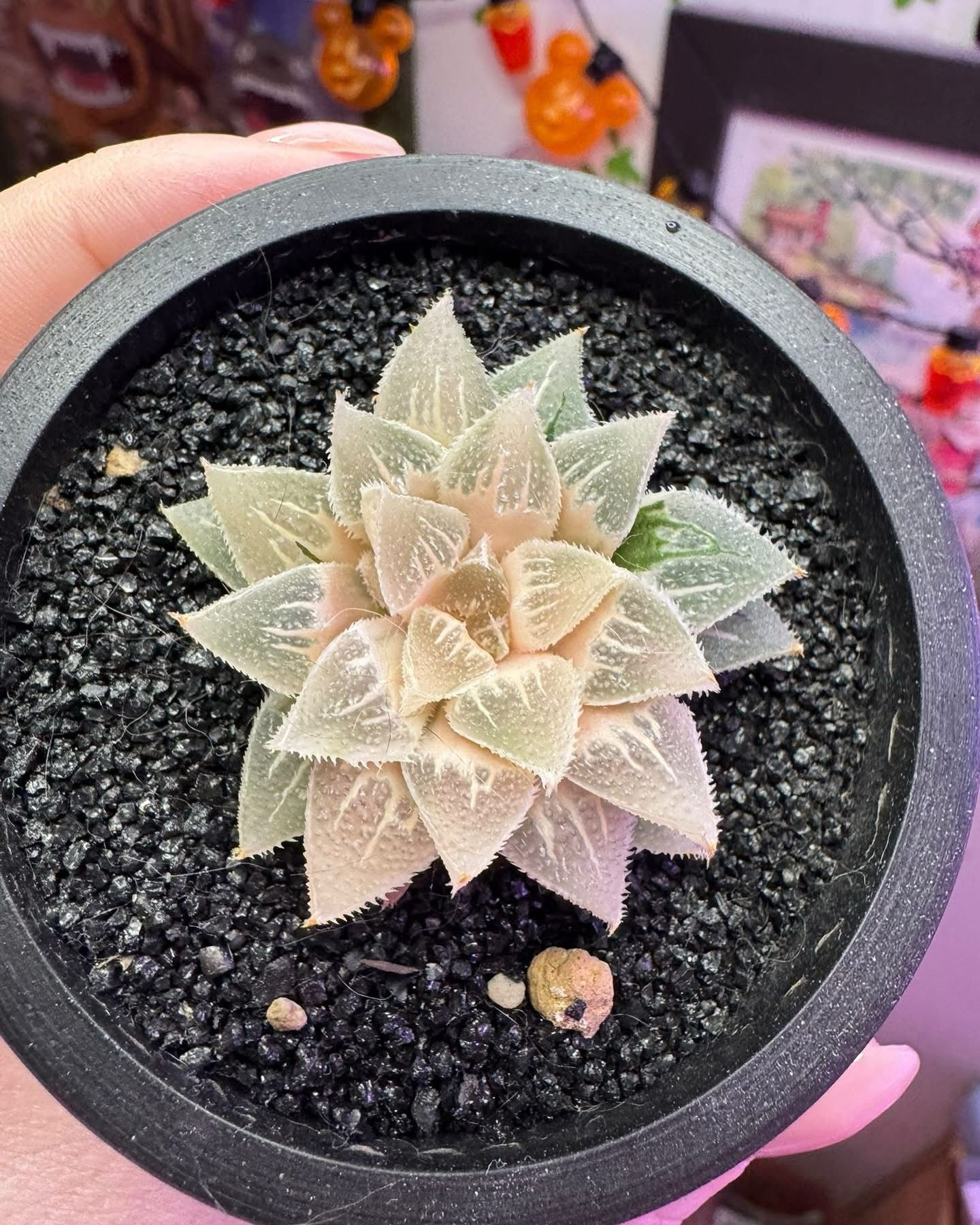 糊斑玉露