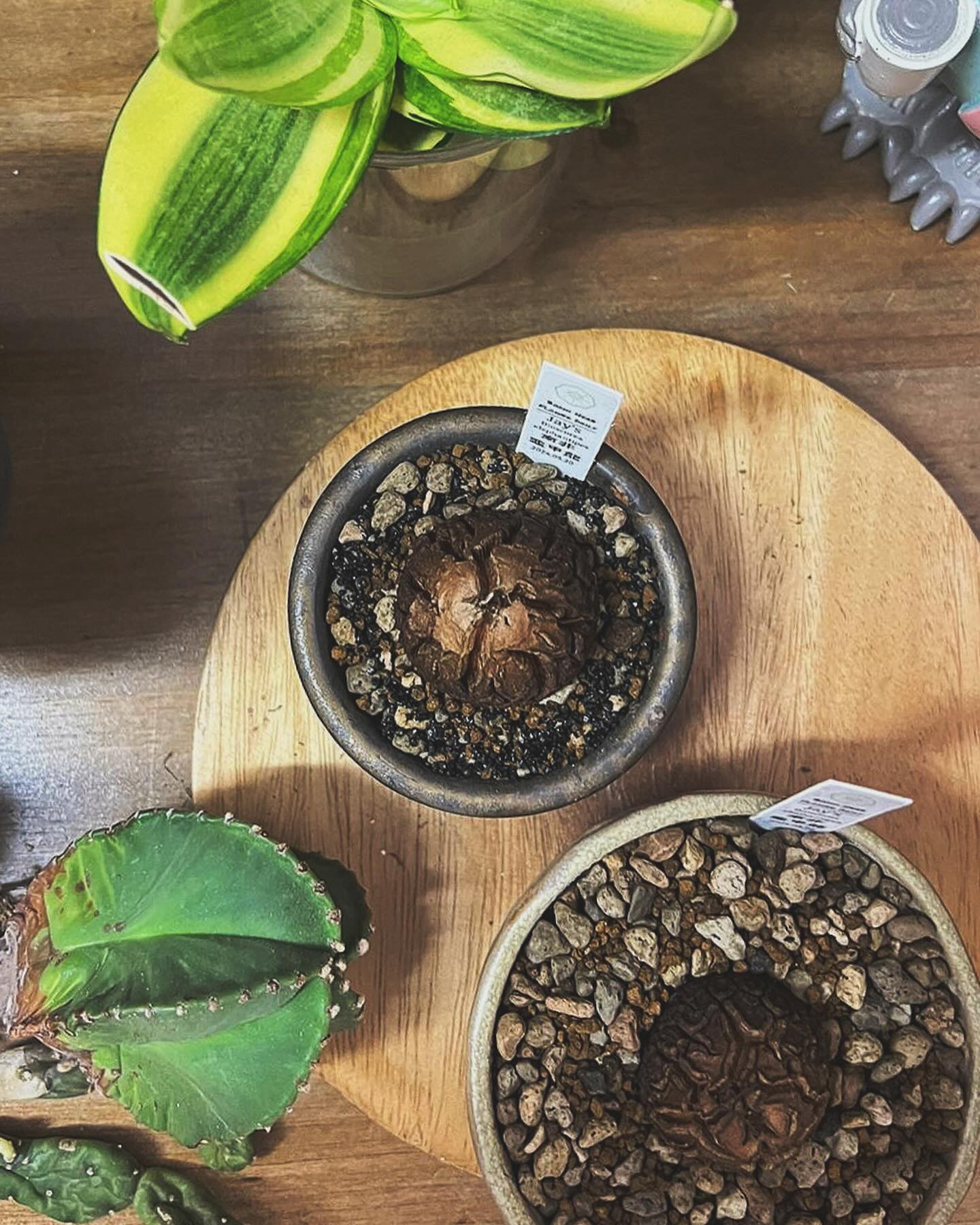 龜甲龍（南非/墨西哥）Dioscorea elephantipes 手工陶瓷盤另計