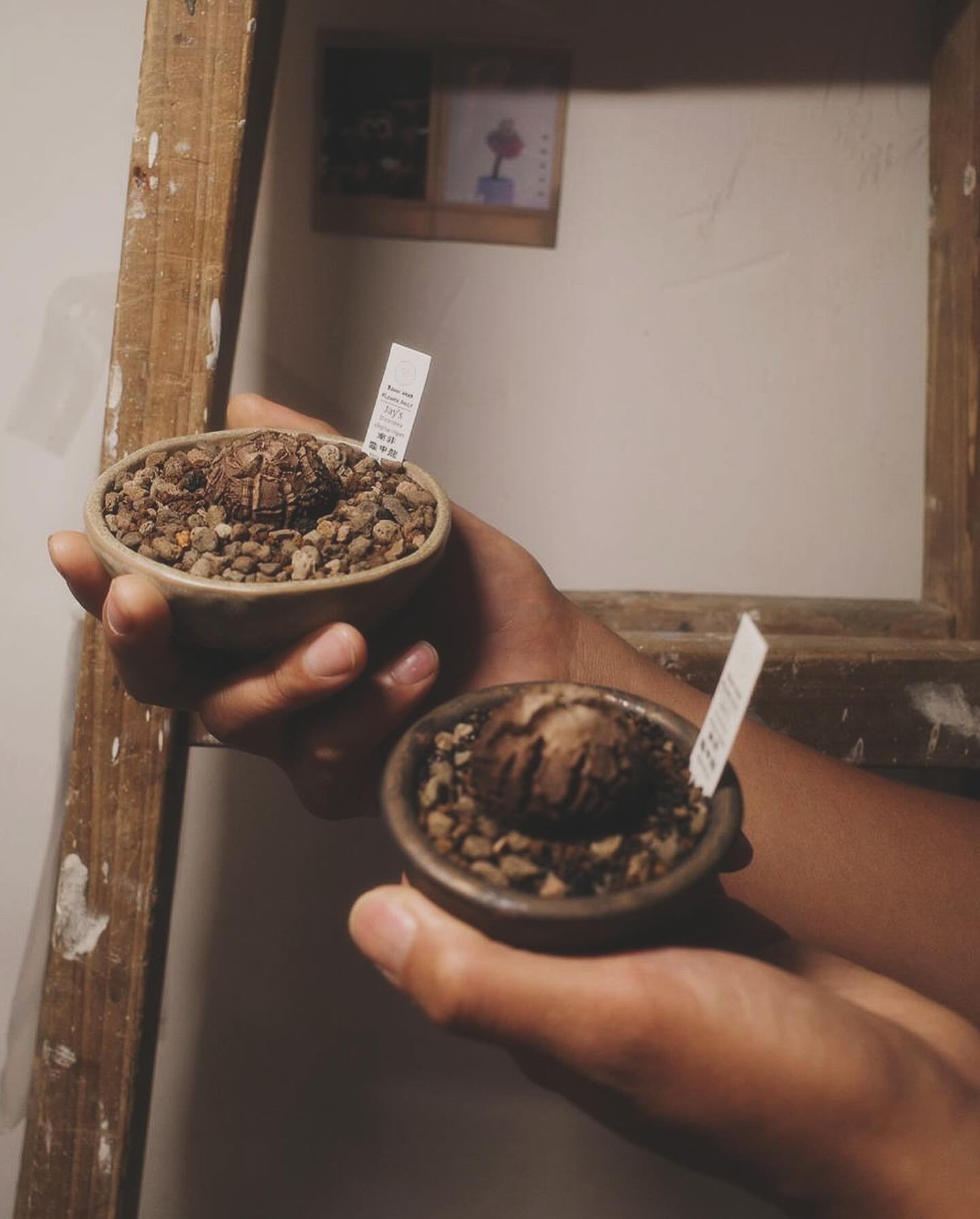 龜甲龍（南非/墨西哥）Dioscorea elephantipes 手工陶瓷盤另計