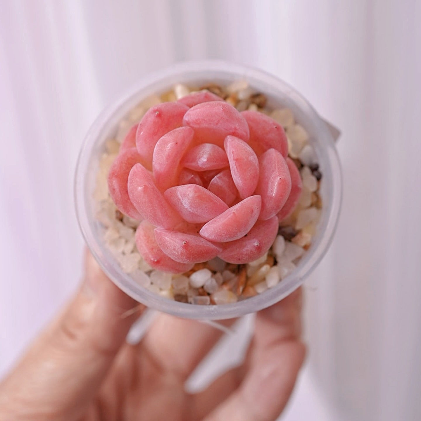 水蜜桃公主