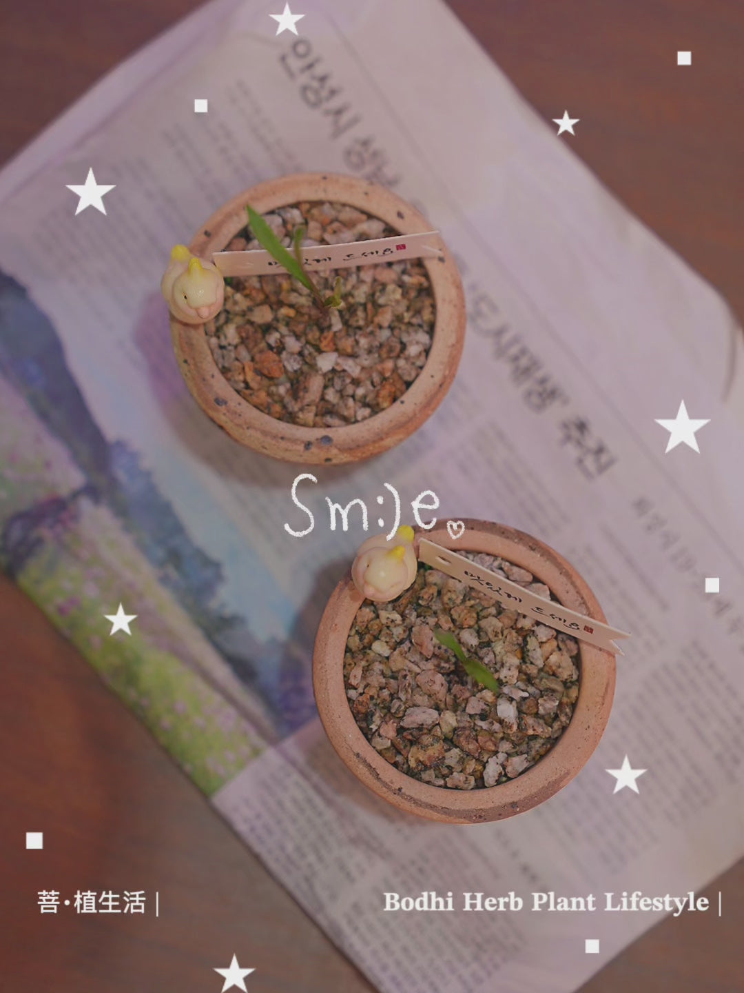 和尚的波葉彈簧草