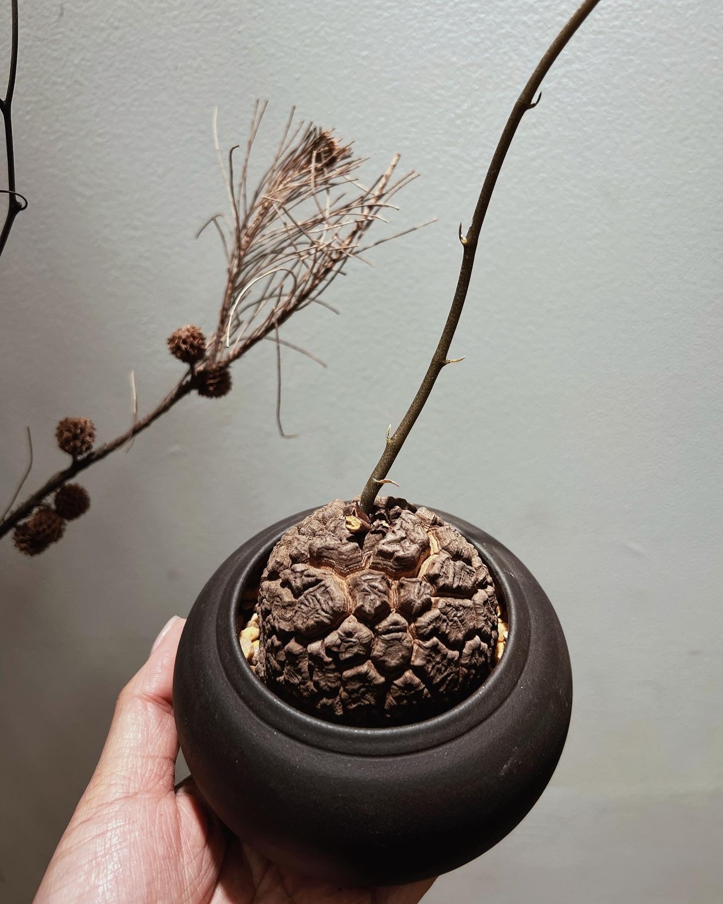 龜甲龍 Dioscorea elephantipes