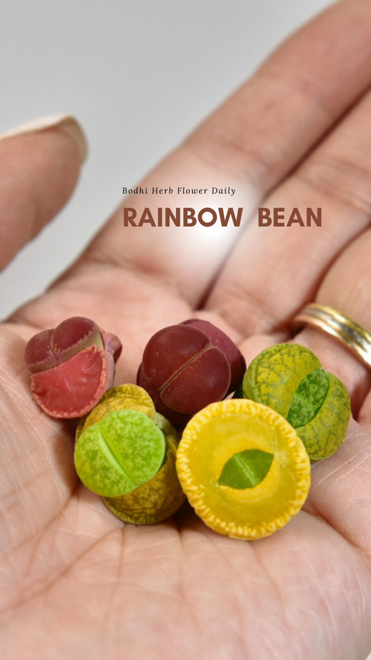 Rainbow Bean | 彩色豆。生石花屁屁