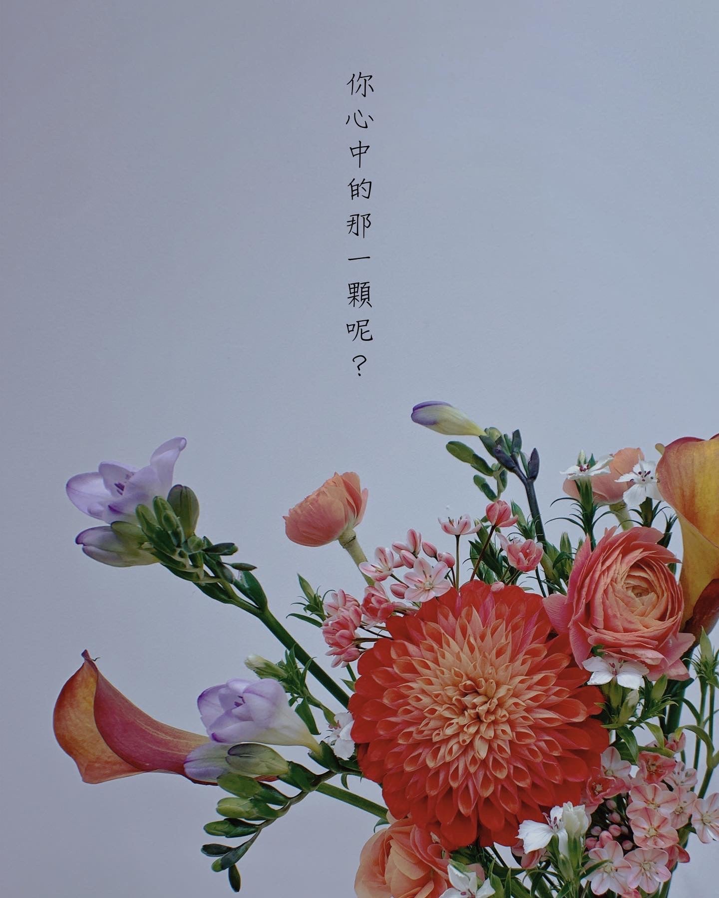 Dali flower in my heart 心中大理花