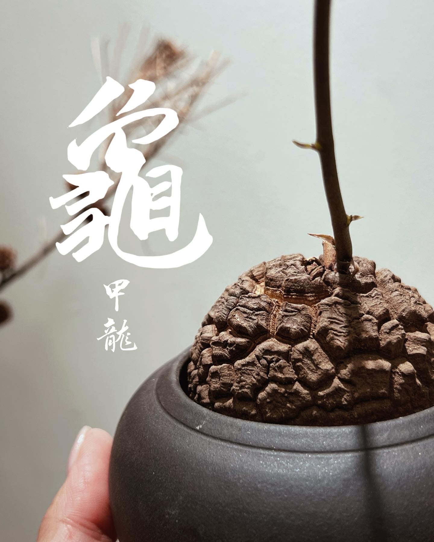 龜甲龍 Dioscorea elephantipes