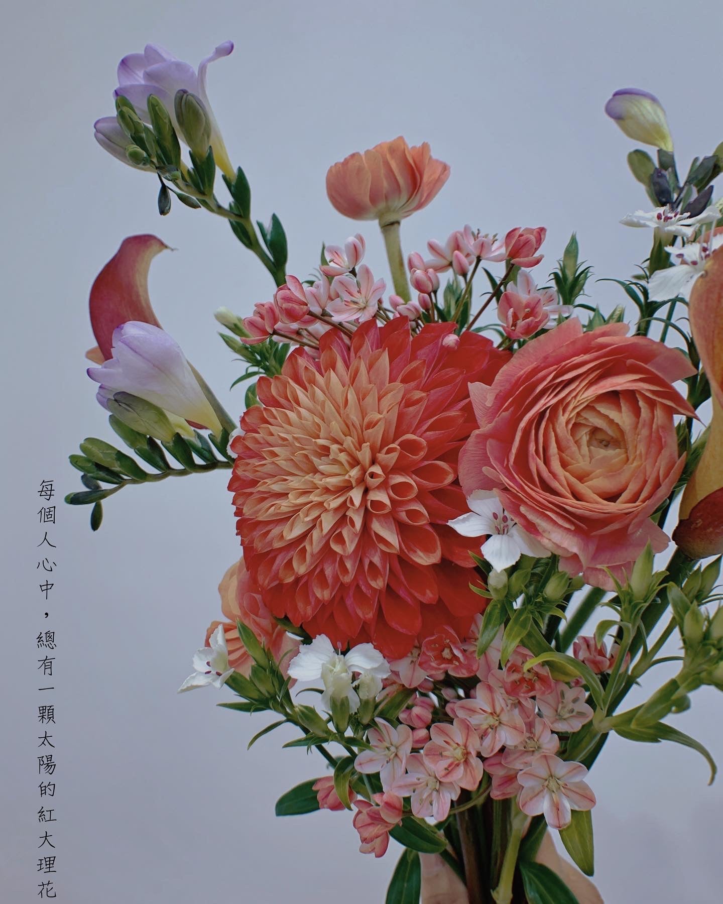 Dali flower in my heart 心中大理花